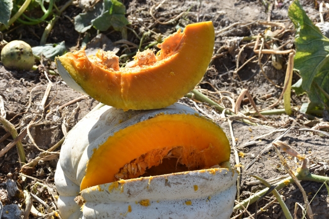 Büyük şehirlerin "bal kabağı" Afyonkarahisar'dan gidiyor